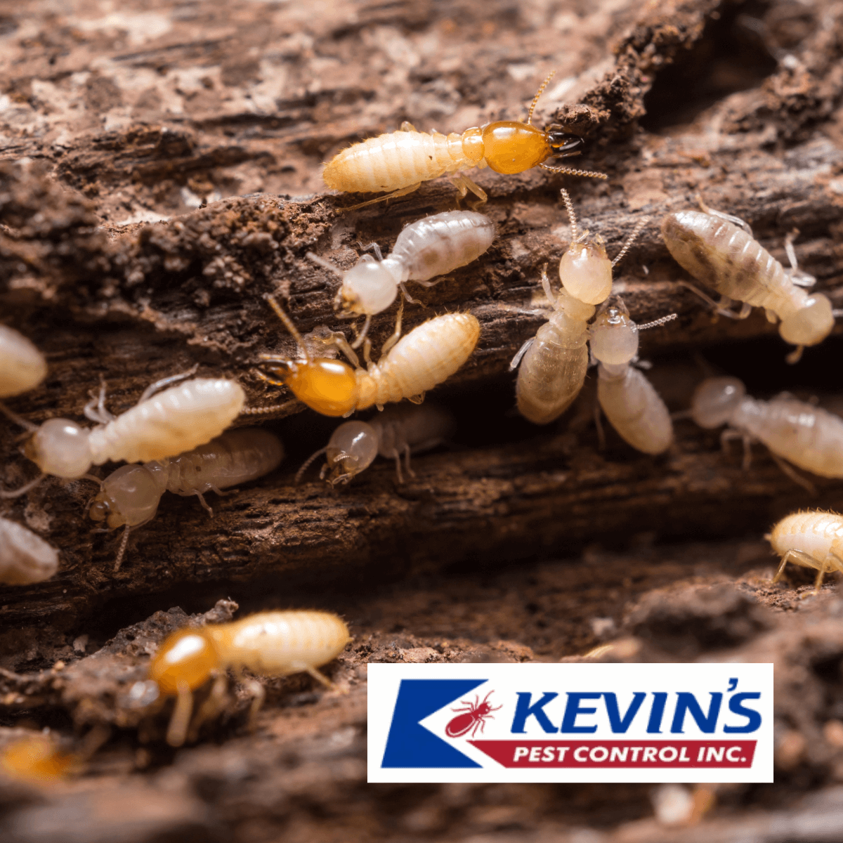 fresno termite control